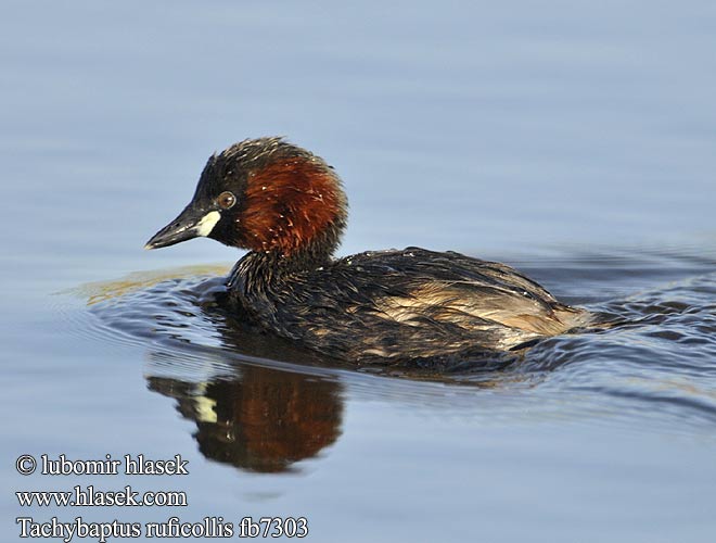 Tachybaptus ruficollis fb7303