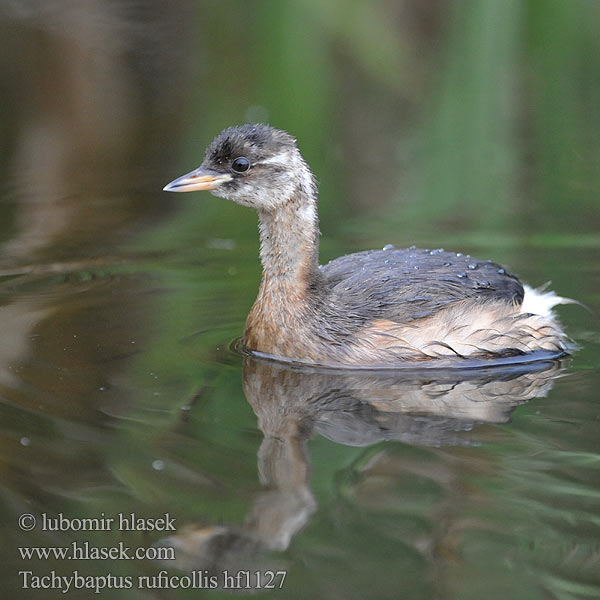 Tachybaptus ruficollis Podiceps Little Grebe Zwergtaucher Potápka malá