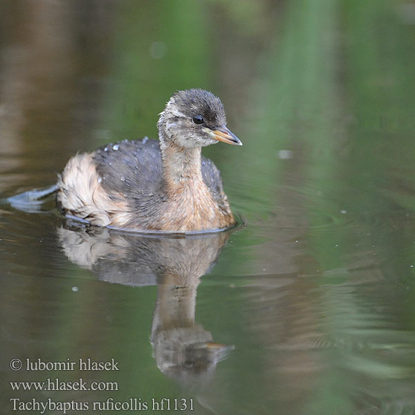 Tachybaptus ruficollis Podiceps Little Grebe Zwergtaucher Potápka malá