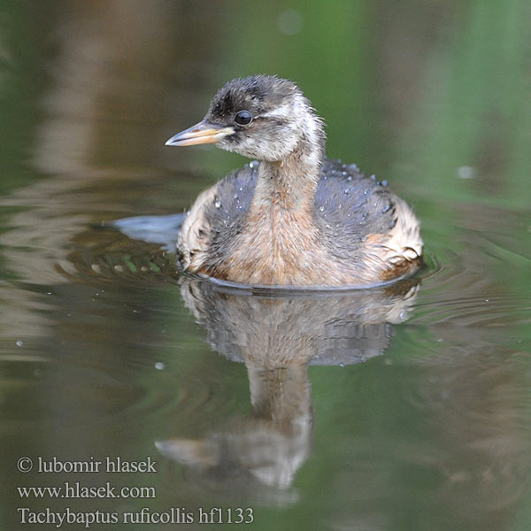 Tachybaptus ruficollis Podiceps Little Grebe Zwergtaucher Potápka malá