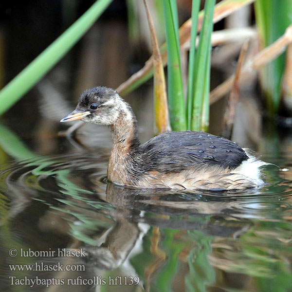 Tachybaptus ruficollis Podiceps Little Grebe Zwergtaucher Potápka malá