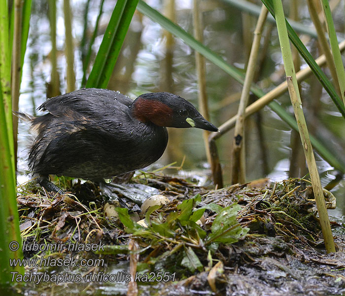 Tachybaptus_ruficollis_ka2551