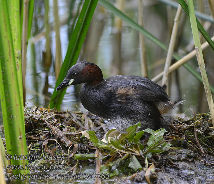 Tachybaptus_ruficollis_ka2563