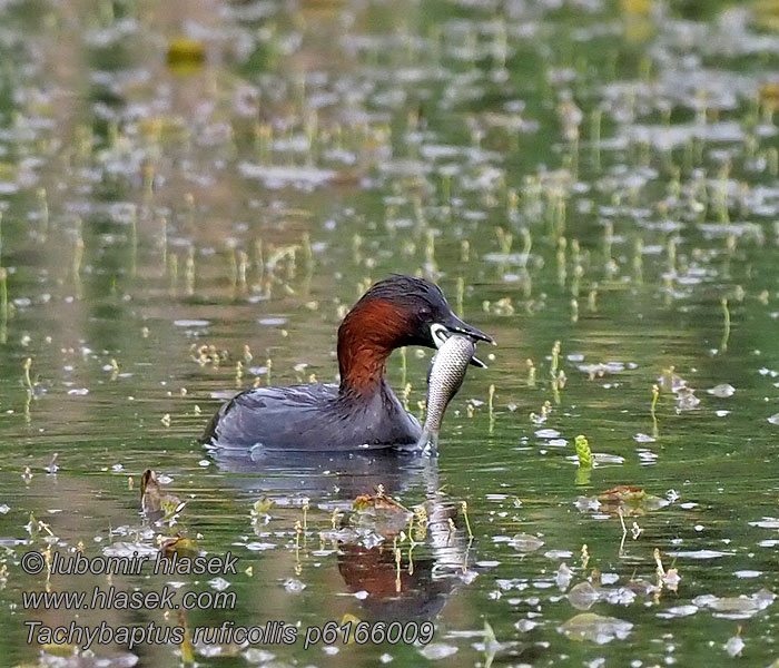 Potápka malá Tachybaptus ruficollis Podiceps