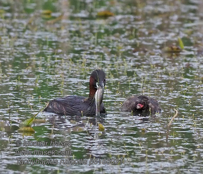 Potápka malá Podiceps ruficollis