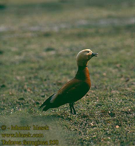 Tadorna ferruginea Ruddy Shelduck Rostgans Tadorne casarca Tarro Canelo husice rezavá Rustand Casarca Ruostesorsa Casarca Rustand Rostand 赤麻鴨 Огарь アカツクシガモ النحام 황오리 Καστανόπαπια Pato-ferrugíneo Огар Angıt קזרקה