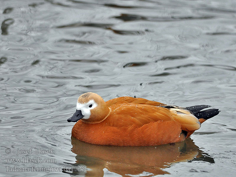 Rustand Rostand 赤麻鴨 Огарь アカツクシガモ النحام 황오리 Καστανόπαπια Pato-ferrugíneo Огар Angıt קזרקה Tadorna ferruginea Ruddy Shelduck Rostgans Tadorne casarca Tarro Canelo Husice rezavá Rustand Casarca Ruostesorsa