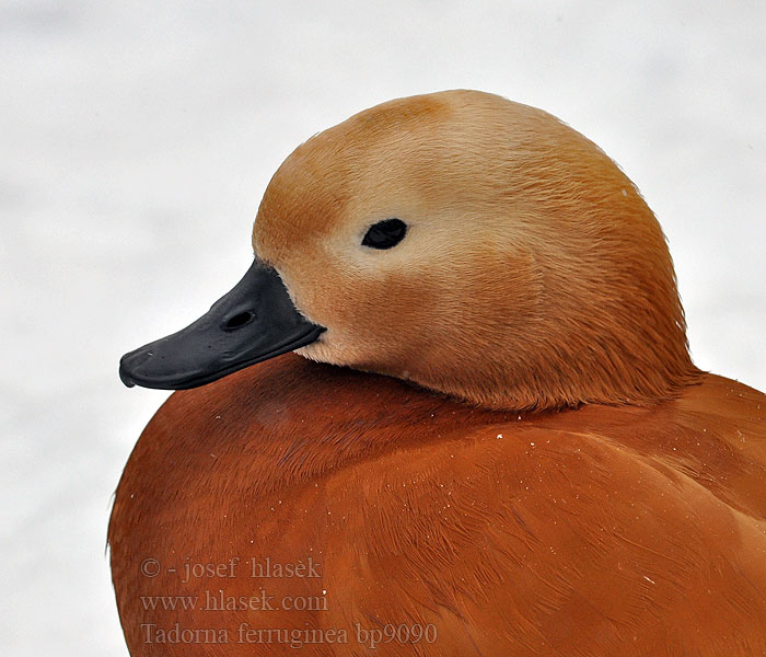 Tadorna ferruginea Ruddy Shelduck Rostgans Tadorne casarca Husice rezavá