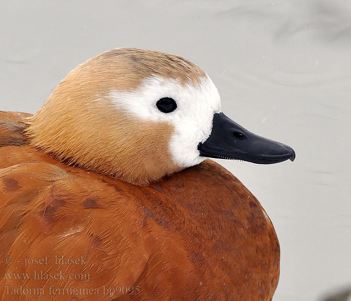 Tadorna ferruginea Ruddy Shelduck Rostgans Tadorne casarca Husice rezavá