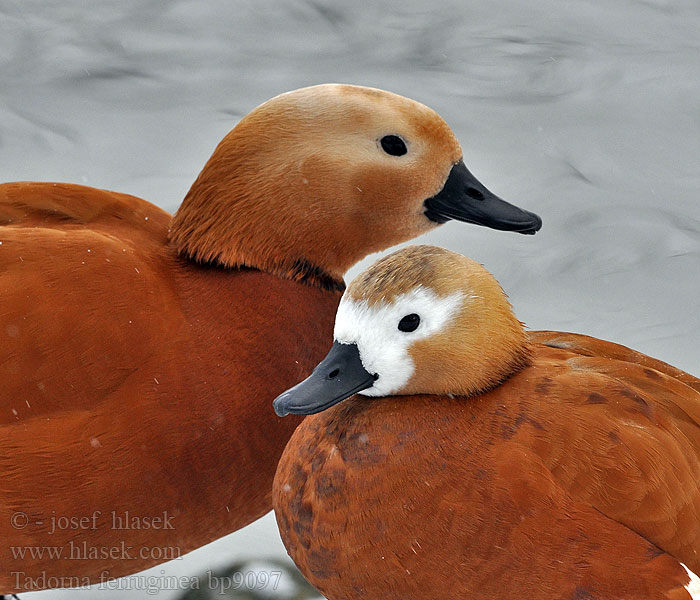 Tadorna ferruginea Ruddy Shelduck Rostgans Tadorne casarca Husice rezavá