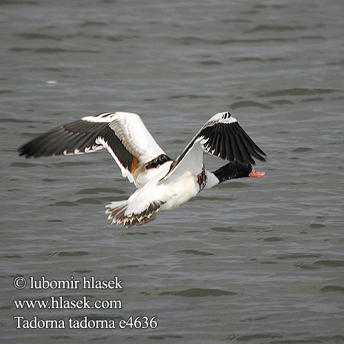 Tadorna tadorna Common Shelduck Gravand Ristisorsa Tadorne Belon