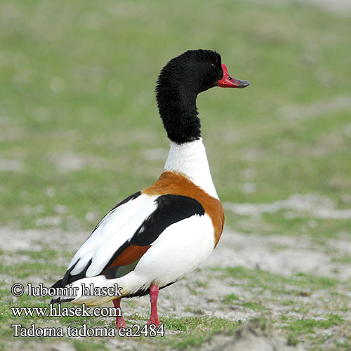 Tadorna tadorna Common Shelduck Gravand Ristisorsa