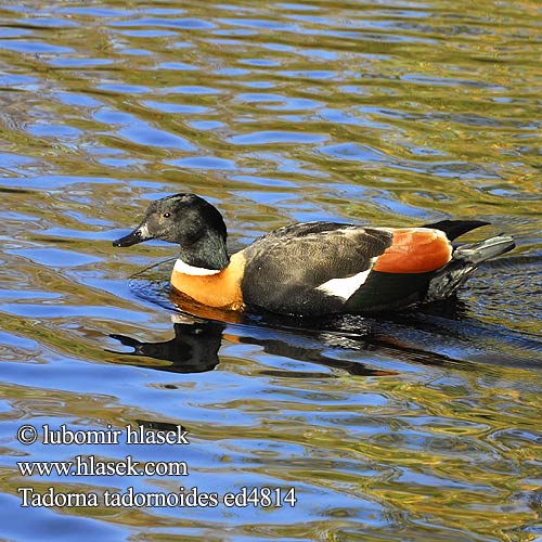 Tadorna tadornoides Casarca Australian Shelduck Husice australská Halsbandkasarka Australsk Gravand Tarro Australiano Australiansorsa Tadorne Australie Volpoca australiana クビワアカツクシガモ Australische Cascara Kazarka obrozna Австралийская Пеганка Praktrustand Avustralya Sunası Billabongipar