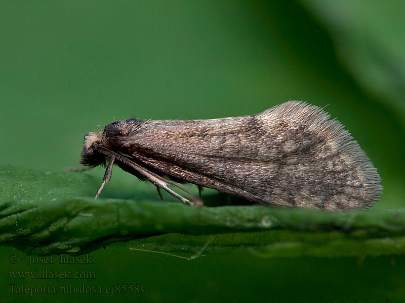 Taleporia tubulosa Large birch bright