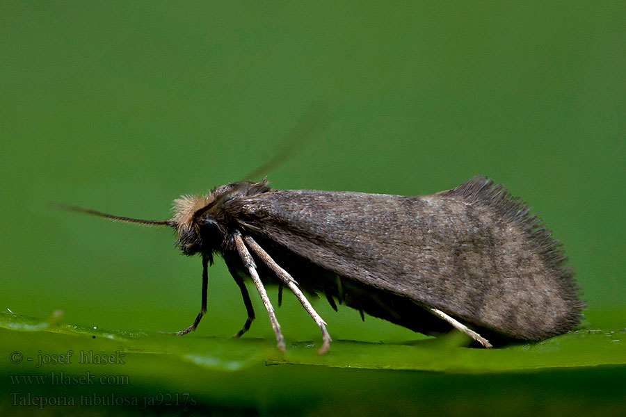 Large birch bright Taleporia tubulosa