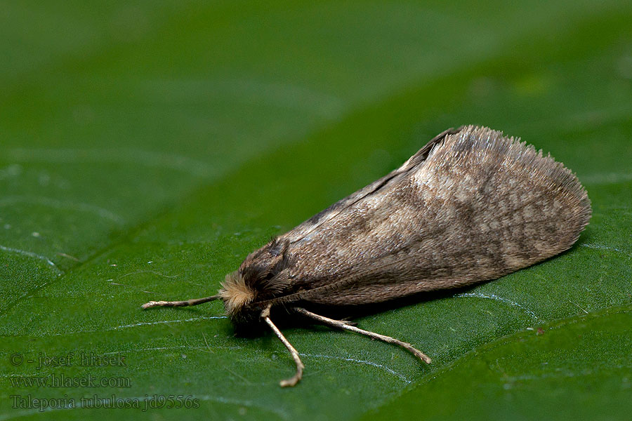 Taleporia tubulosa