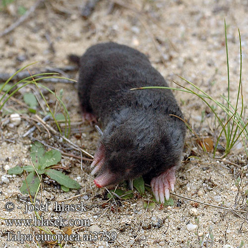 Talpa europaea Krtek obecný Europæisk muldvarp Europäischer Maulwurf European Mole Maamyyrä Közönséges vakond Kurmis Mol dier Kret Европейский крот Mullvad Avrupa köstebeği Къртица ヨーロッパモグラ Europeisk muldvarp cârtita кріт європейський Ασπάλακας toupas toupeira-comum Toupeira Eŭropa talpo