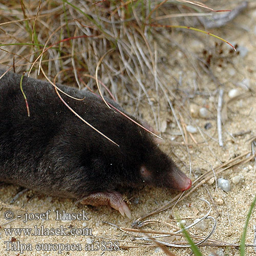 Talpa europaea European Mole Maamyyrä Közönséges vakond Kurmis Mol dier Kret Европейский крот Mullvad Avrupa köstebeği Къртица ヨーロッパモグラ Europeisk muldvarp cârtita кріт європейський Ασπάλακας toupas toupeira-comum Toupeira Eŭropa talpo