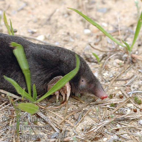 Talpa europaea ヨーロッパモグラ Europeisk muldvarp cârtita кріт європейський Ασπάλακας toupas toupeira-comum Toupeira Eŭropa talpo Krtek obecný Europæisk muldvarp Europäischer Maulwurf European Mole Maamyyrä Közönséges vakond Kurmis Mol dier Kret