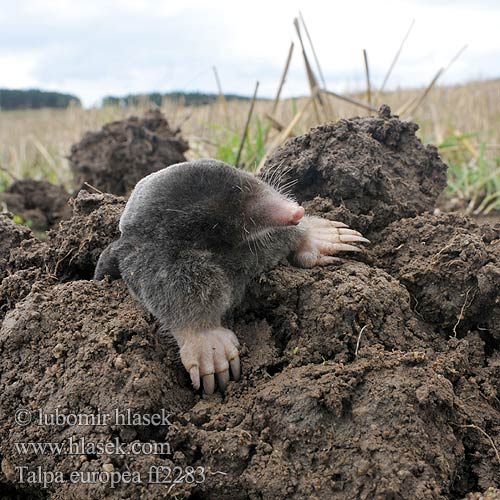 Krtek obecný Europæisk muldvarp Europäischer Maulwurf European Mole Maamyyrä Közönséges vakond Kurmis Mol dier Kret Talpa europaea ヨーロッパモグラ Europeisk muldvarp cârtita кріт європейський Ασπάλακας toupas toupeira-comum Toupeira Eŭropa talpo