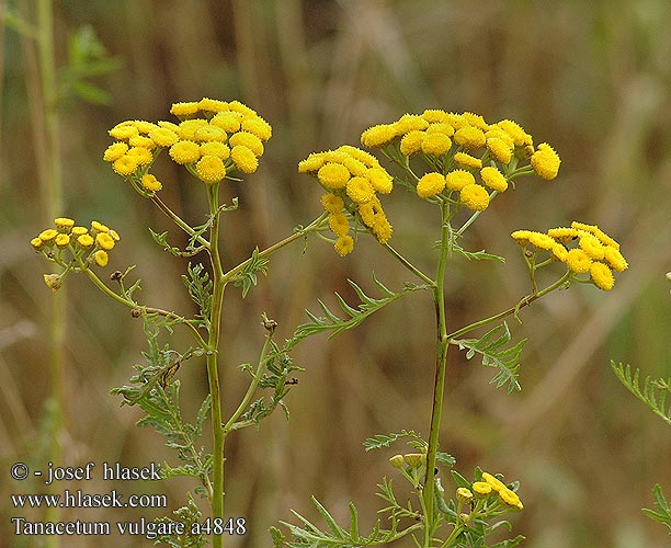 Tanaisie commune Boerenwormkruid Пижма обыкновеннaя Renfana Tansy