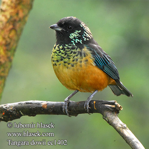 Tangara dowii Spangle-cheeked Tanager Tangara leskloskvrnná Glanzflecken Tangare Skælbrystet Tangar Tángara Cara Lentejuelas Panamantangara Calliste pailleté Tangara Dow Tanagra picchiettata サザナミフウキンチョウ Glansvlek-tangare Tangarka luskowana Paljettanagar