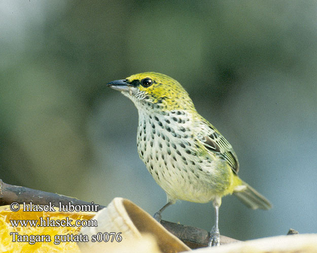 Tangara guttata Tangara kropenatá Speckled Tanager Tángara Pintada Calliste tiqueté Tangara maculata moteada zebra Gulhovedet Dråbetangar Spikkel tangara  Spikkeltangara ウロコフウキンチョウ Flecken-Tangare Tangarka kropkowana