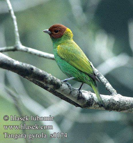 Tangara gyrola Tangara cabecicastaña Bay-headed Tanager