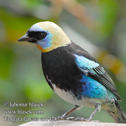 Tangara larvata Golden-hooded Tanager Tangara masková zlatolící Purpurmaskentangare Blåmasket Tangar Tángara Careto Dorado capucha dorada Kultahupputangara Calliste coiffe d'or Tangara mascheradorata キンズキンフウキンチョウ Purpermasker-tangare Tangarka modrolica Масковая танагра Gullhettetanagar