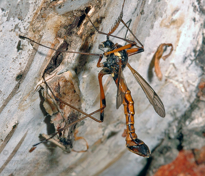 Tanyptera atrata Tiplice tmavá