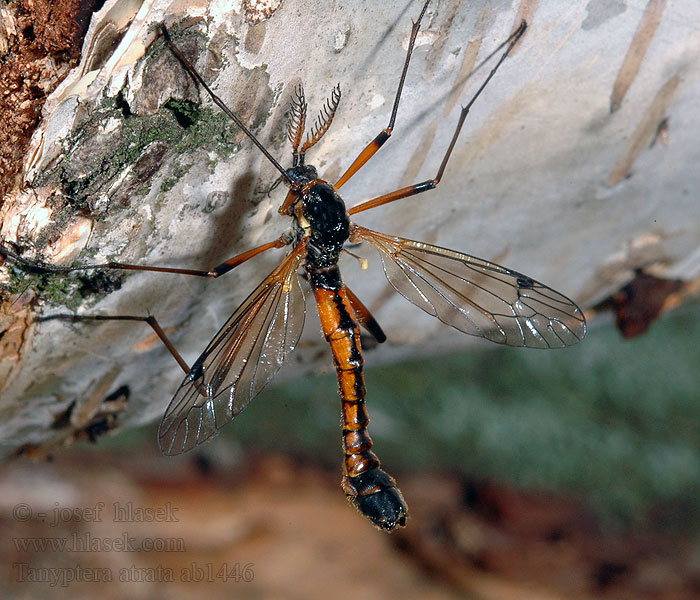 Tanyptera atrata Schwarze Kammschnake