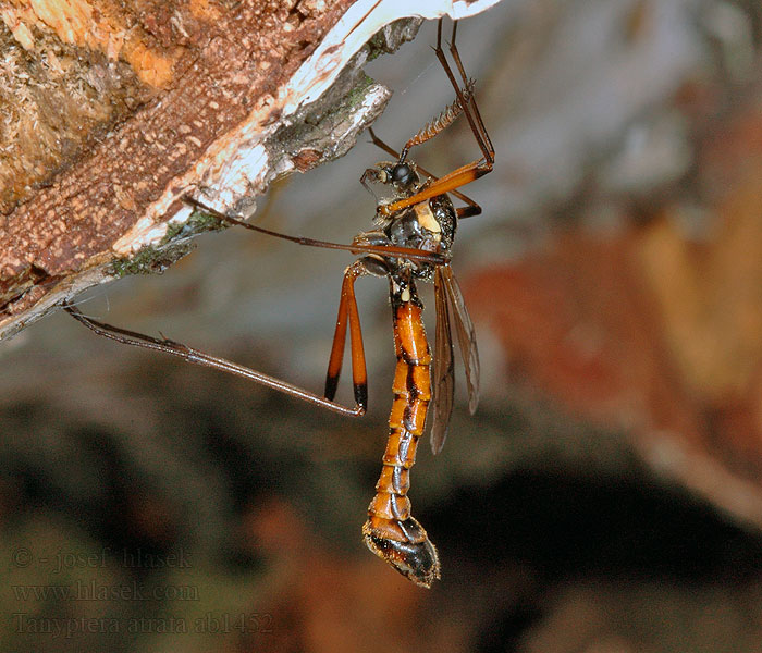 Tanyptera atrata Tanyptère noire