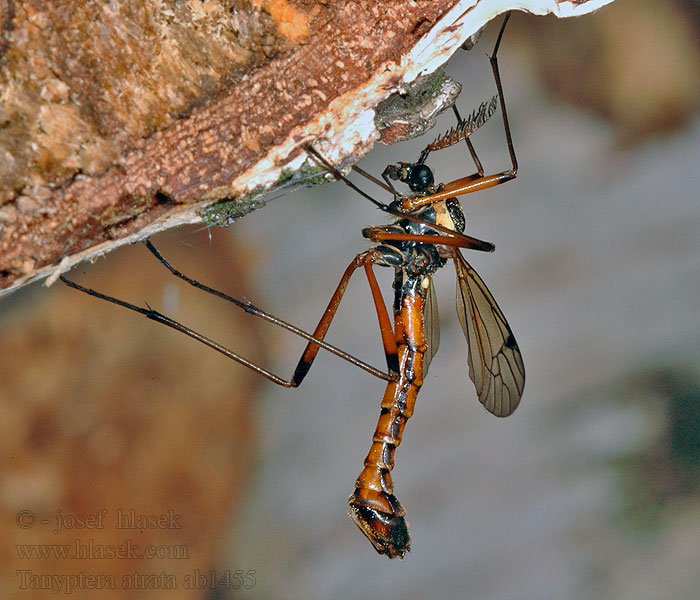 Tanyptera atrata Долгоножка лаково-черная