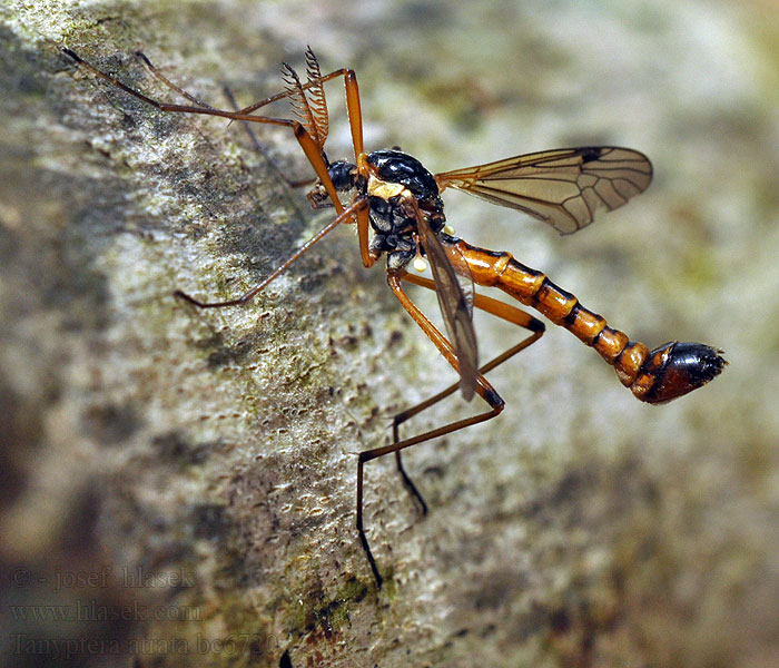 Tiplice tmavá Tanyptera atrata