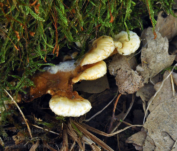 Tapinella panuoides Paxillus Čechratka sklepní