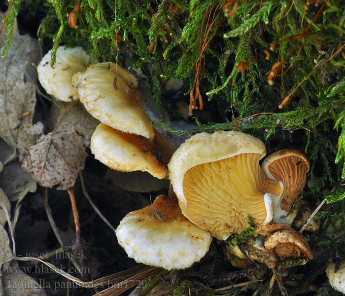 Muschel-Holzkrempling Ongesteelde krulzoom