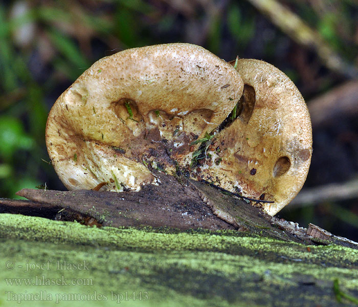 Tapinella_panuoides_bp1443