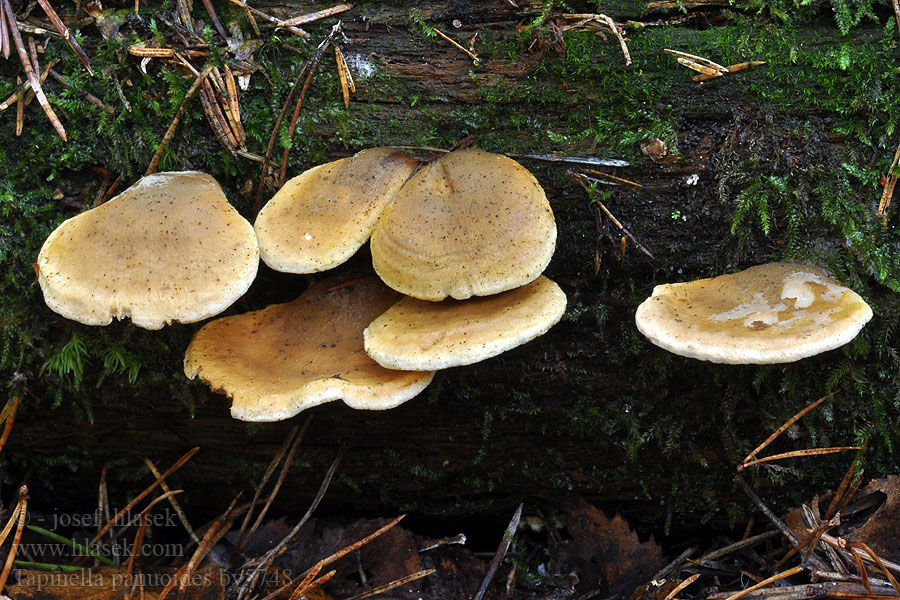 Tapinella panuoides Paxillus Čechratka sklepní