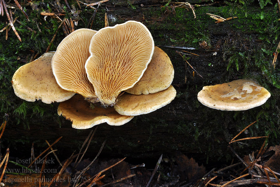 Tapinella panuoides Paxillus Muschel-Holzkrempling