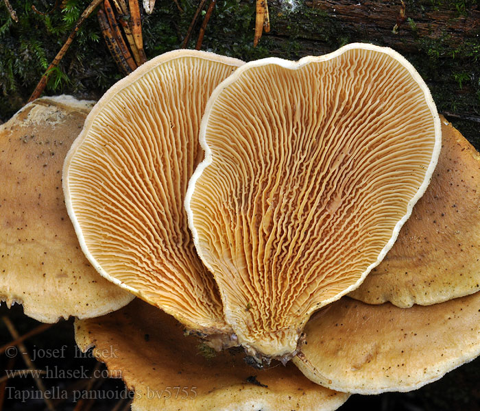 Tapinella panuoides Paxillus Ongesteelde krulzoom