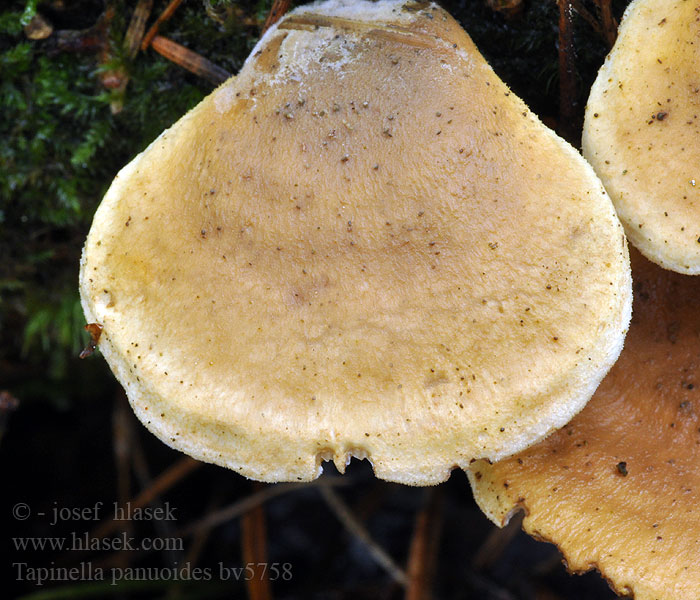 Tapinella panuoides Paxillus Krowiak bocznotrzonowy