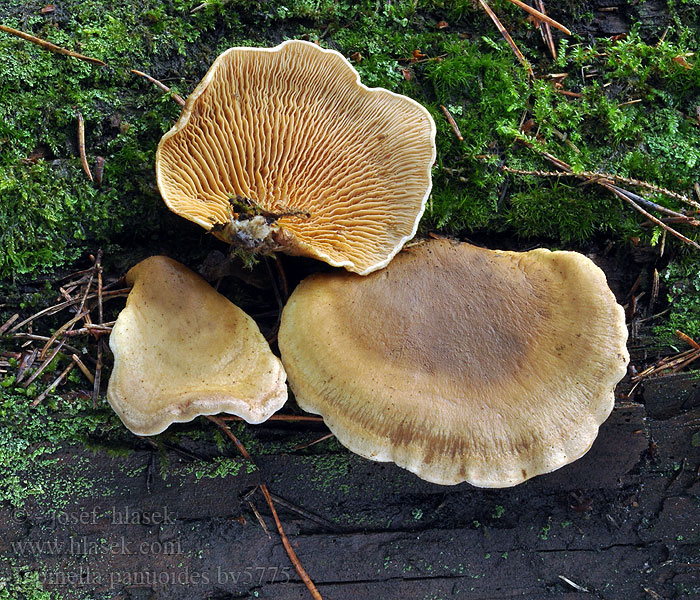 Tapinella panuoides Paxillus Čechračka lastúrovitá