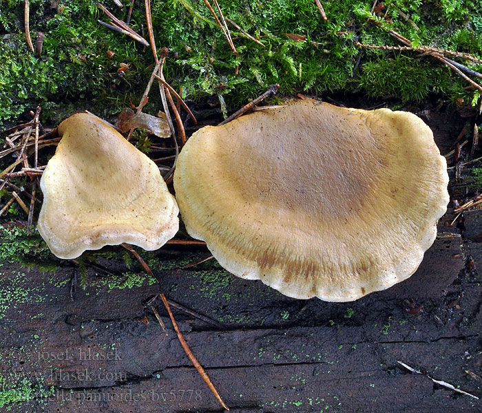 Tapinella panuoides Paxillus Källarkantarell