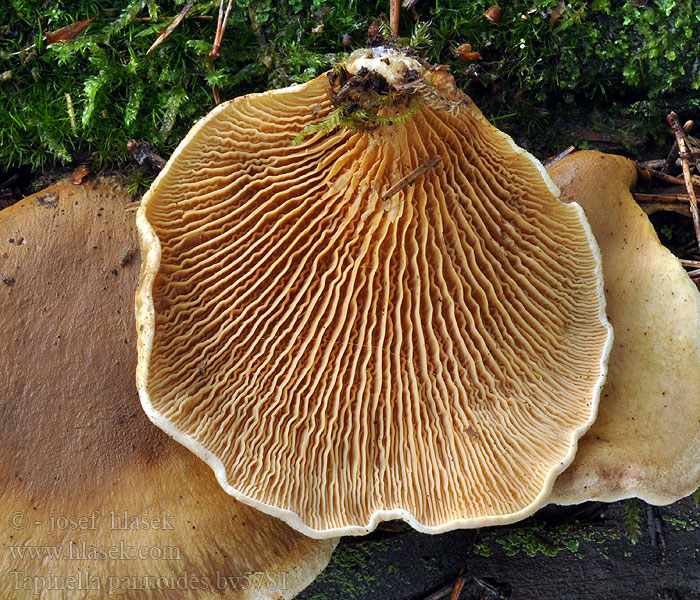 Tapinella panuoides Paxillus Vinokaspulkkosieni