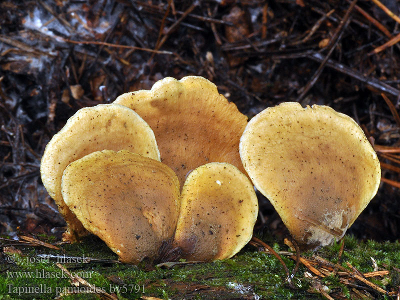 Tapinella panuoides Paxillus Тапинелла панусовидная