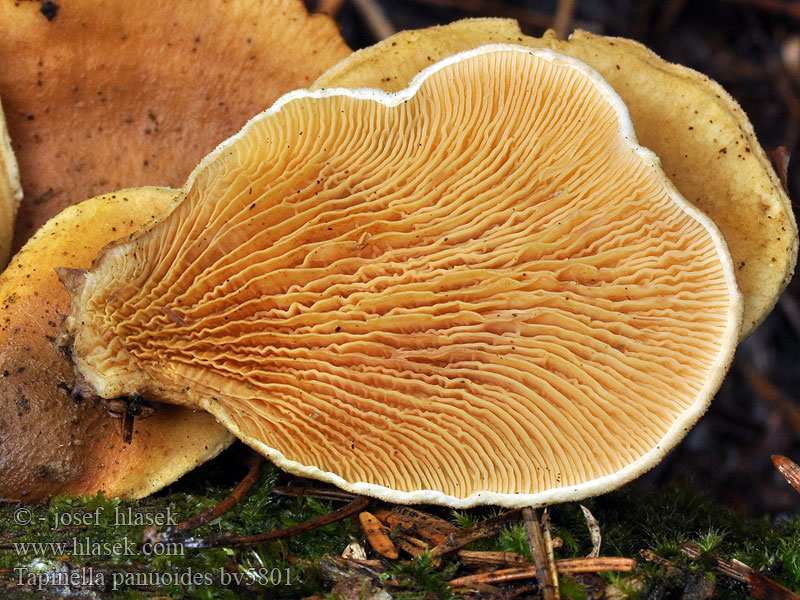 Muschel-Holzkrempling Tapinella panuoides