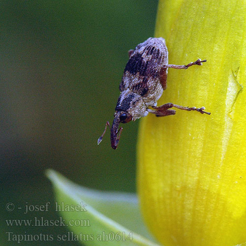 Tapeinotus sellatus Tapinotus