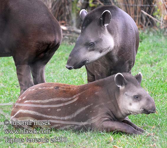 Tapirus terrestris e6490