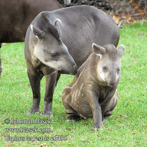 Tapirus terrestris e6495