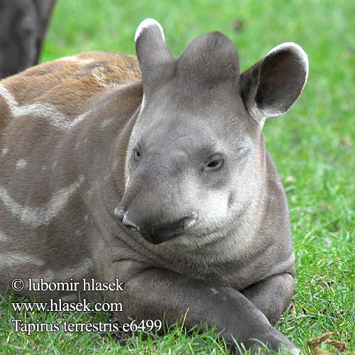 Tapirus terrestris e6499